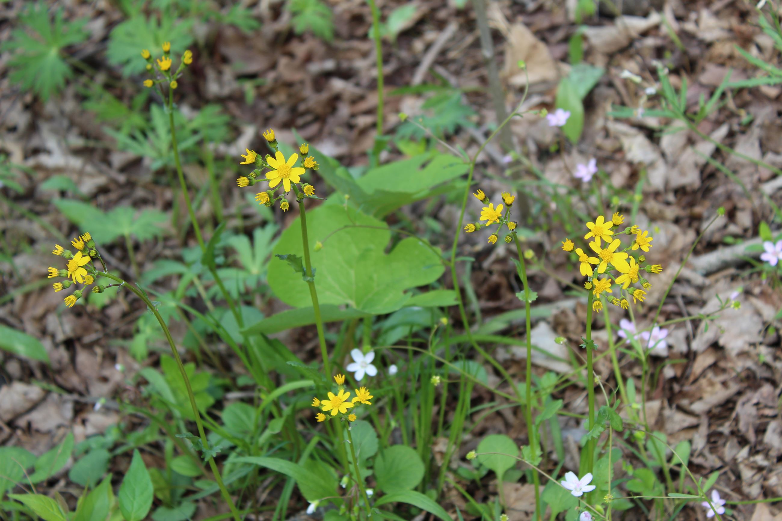 North Park Spring nature walk flowers